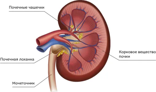 почечная лоханка